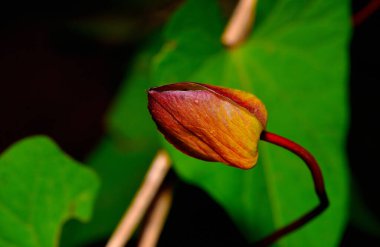 Güzel çöl çiçekleri, Arjantin Patagonya