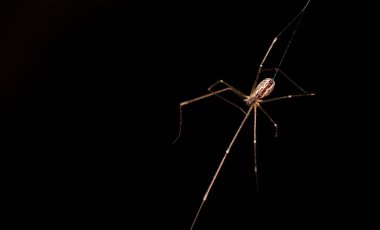 Siyah arka planda bir örümceğin yakın plan fotoğrafı.