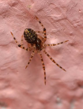 Kahverengi ve beyaz bir örümceğin yakın plan çekimi.