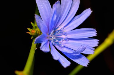 Güzel çiçeklere yakın, yaz konsepti.