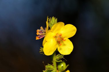 Bahçedeki sarı çiçek