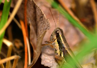 Ormandaki ağaçta, güneş ışığının altında, kahverengi bir çekirgenin yakın çekimi.