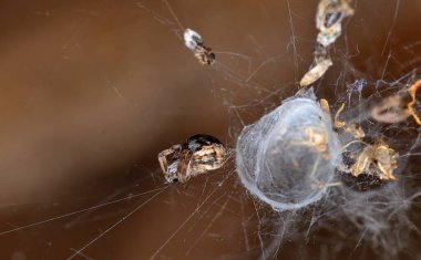 Bulanık arkaplanlı ışıkların altında ağı olan bir örümceğin yakın plan fotoğrafı. Cadılar bayramı konsepti.