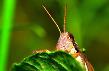 Yeşil bir yaprağın üzerindeki bulanık arkaplanlı çekirgenin seçici odak noktası.