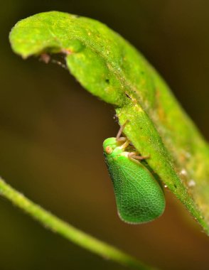 Bahçedeki bir böcek.