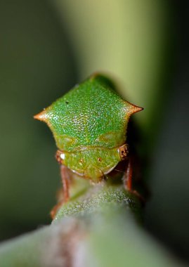 yeşil bir böceğin makrosu