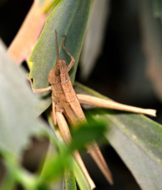 çekirge bir yeşil çim
