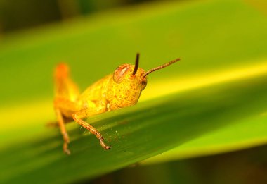 Yaprağın üzerinde yeşil çekirge
