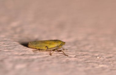 Beton zeminde sarı böcek