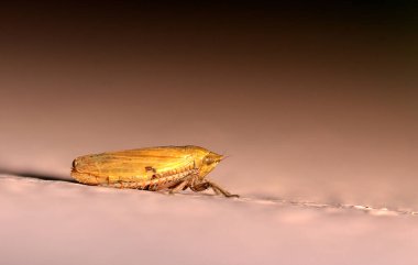 Yaprak üzerinde sarı böceği