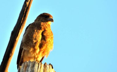 kuş çekim kadar yakın