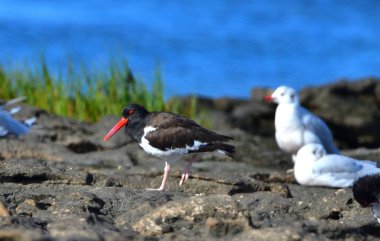 Deniz kuşları deniz kıyısında dinleniyor.