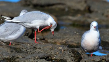 İki martı bir kayanın üzerinde