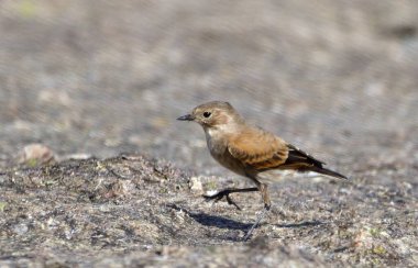 Ormanda bir yerde kahverengi bir kuş.
