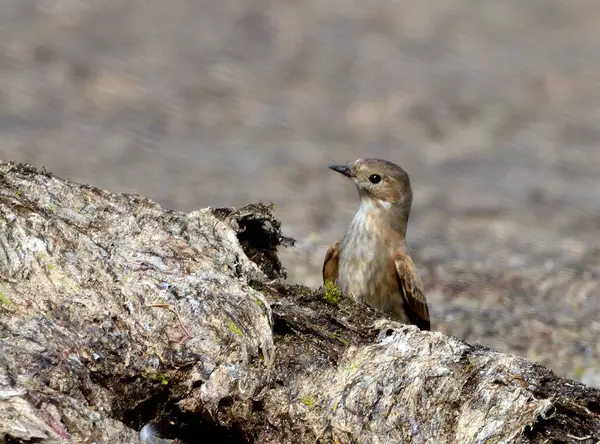 Bir ağaç dalına tünemiş şirin bir serçenin yakın çekimi.