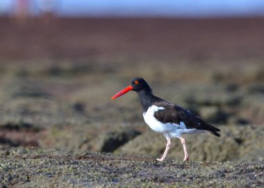 siyah kanatlı stilt, hihitopus himantopus suda