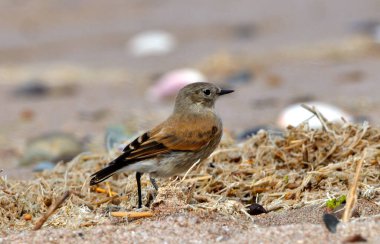 Ormandaki kuş. Doğa.