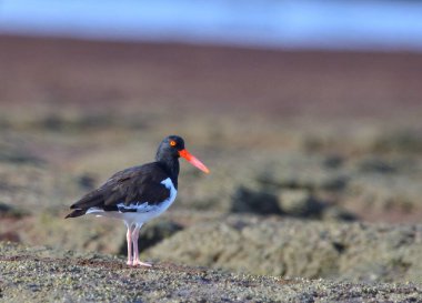 Denizdeki kumsalda istiridye avcısı