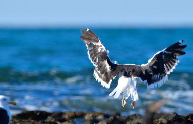 Gökyüzünde martı