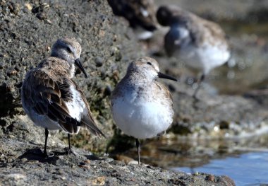 Atlantik kıyısındaki beyaz kıçlı çulluk (calidris fuscicollis), Arjantin Patagonya