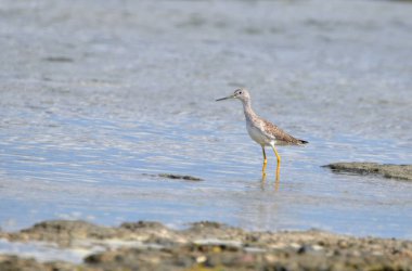 Sudaki bir kuşun güzel bir görüntüsü.