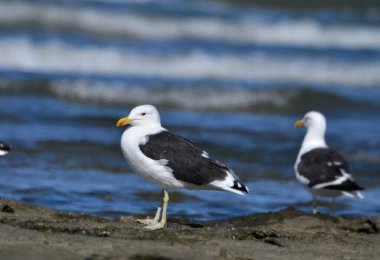 İsrail 'in kuzeyindeki Akdeniz kıyısındaki martılar.