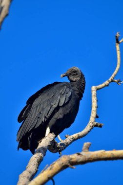 Siyah başlı Vultre (Coragips atratus)