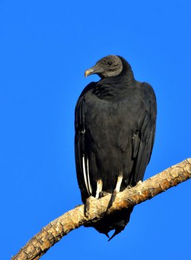 Siyah başlı Vultre (Coragips atratus)