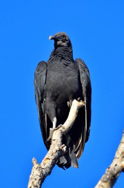 Siyah başlı Vultre (Coragips atratus)