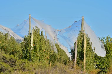 Elma bahçesi dolu ağlarıyla fırtınalardan korunuyor.