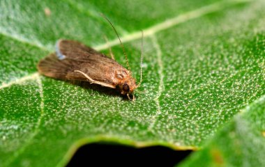Kelebeğin vahşi doğaya yakın çekimi