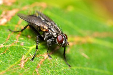 macro of black fly