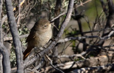 beautiful coludo pratincole(asthenes pyrrholeuca)