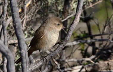 beautiful coludo pratincole(asthenes pyrrholeuca)