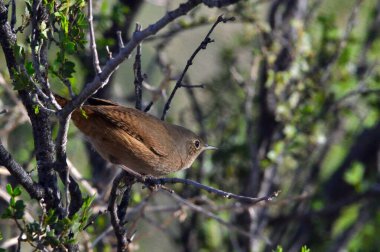 mouse (troglodytes aedon), in the bushes