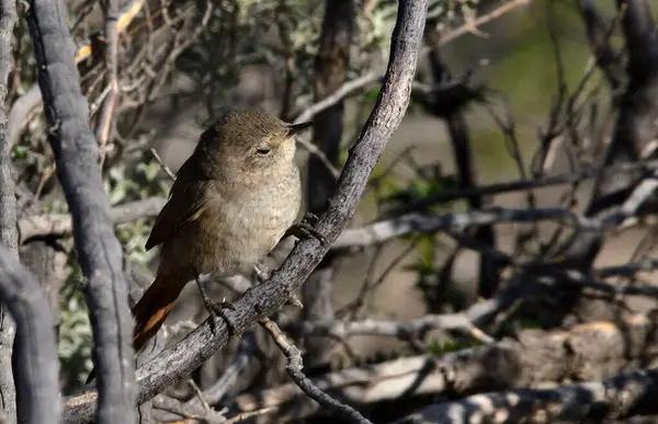 beautiful coludo pratincole(asthenes pyrrholeuca)