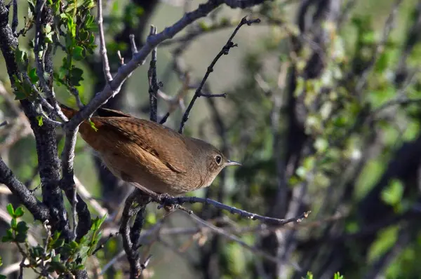mouse (troglodytes aedon), in the bushes