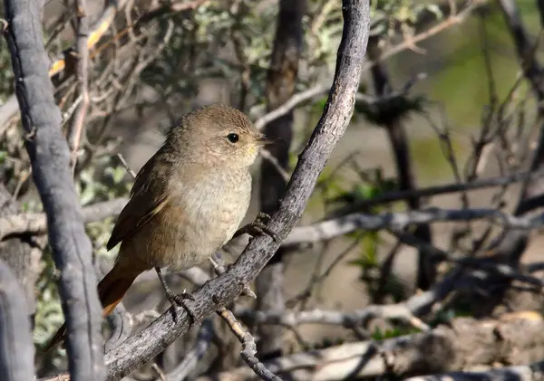beautiful coludo pratincole(asthenes pyrrholeuca)
