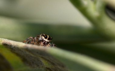 Yaprağın üzerinde zıplayan küçük örümcek