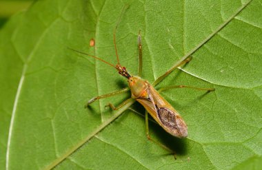 Bir dalda çekirgenin yeşil yaprakları