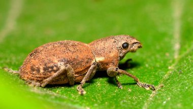 Bahçedeki yeşil yaprağın üzerindeki küçük böcek.