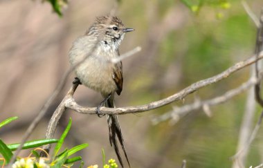 Siyah kuyruklu çulluk (leptasthenura aegithaloides), Arjantin Patagonya