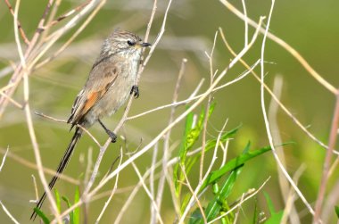Siyah kuyruklu çulluk (leptasthenura aegithaloides), Arjantin Patagonya