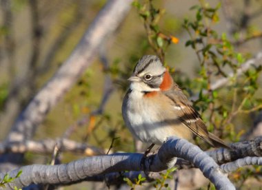 Chingolo (zonotrichia capensis), Arjantin Patagonya kuşu