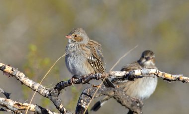 siyah yal (rhopospina fruticeti), Arjantin Patagonya