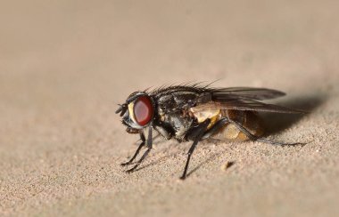 Kırmızı bir sineğe yaklaş