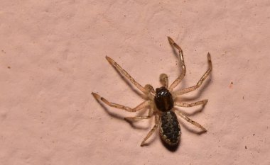 Kahverengi arkaplanda örümceğin makro görünümü