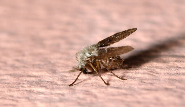 крупным планом бабочки на деревянной поверхности