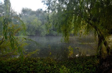 Nehrin kıyısındaki ormanda sonbahar sisi