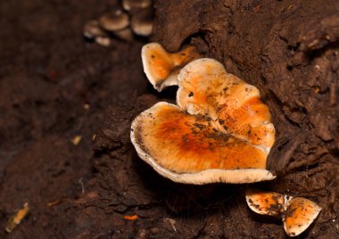 Ağaç kütüğündeki mantarlar